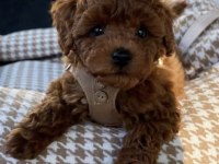 Poodle Yavrumuz