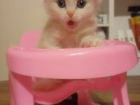 Scottish Fold sahiplendirme