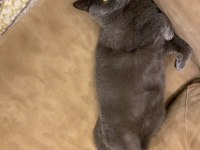 3 yaşında erkek kısır uysal british shorthair