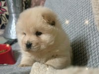 Chow chow Yavrularımız