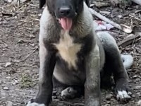 KÖPEĞİMİZİ SAHİPLENDİRİYORUZ