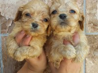 Maltipoo yavruları