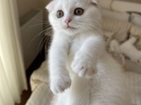 Dişi ve Erkek Scottish Fold Yavrular
