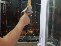 Evcil konuşan sultan papağanları