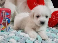45 günlük maltese terrier bebekler