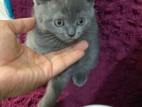 Mama karşılığı british shorthair erkek yavru