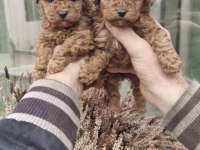 Toy Poodle Yavrumuz