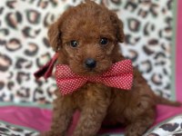 Red Maltipoo Ailenizin Yeni Üyesi