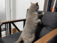 British Shorthair Ev Kedisi