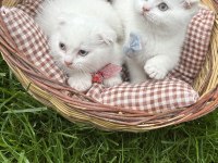 2 aylık scottish fold kuru mama ve tuvalet eğitimi vardır