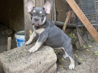 Egzotik french bulldog karma aşıları yapıldı