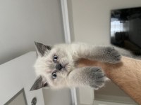 2 aylık dişi british shorthair