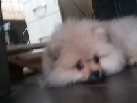 Pomeranian boo yavrusu