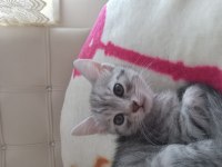 2 Aylık Safkan Ankara Kedisi