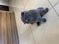 Scottish fold yavrularım yuvasını arıyor