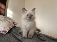 Sahiplendirme british longhair