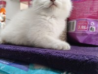 Kedilerim 3 dişi ve 1 erkek kedimiz
