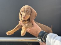 Petmode köpek çiftliğinden dachshund yavrumuz