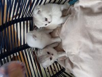 Scottish fold Rezerve ye açıktır