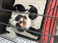 Safkan Shih tzu yavruları