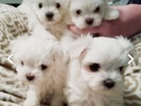 Orjinal safkan morkie