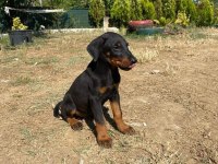 Estetikleri yapılmış 4 aylık yavru erkek doberman