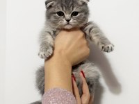 Sıfır Kulak Scottish Fold Prensesimiz Teslime Hazır