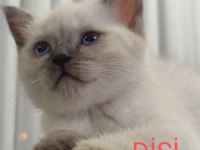 British Shorthair Silver Tabby ve Blue Point Yavrular