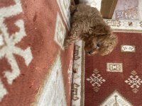 Orijinal Toy Poodle Bebekler Evde Doğdu