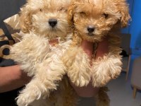 Apricot kilo garantili poodle yavrular