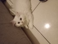 British longhair beyaz isteyenlere