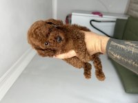 Kore red poodle