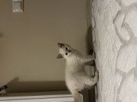British shorthair miniğimize yuva arıyoruz