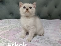 Erkek yavru scottish straight