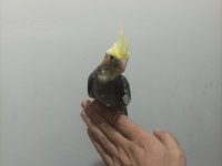 45 Günlük Yeni Yeme Düşmüş Yavru Sultan Papağanı