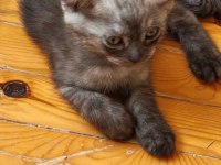 45 Günlük Erkek Scottish Fold