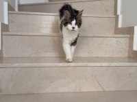 Nadir renklerde safkan maine coon yavruları