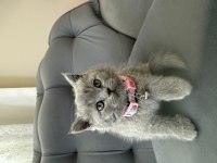 40 günlük dişi british shorthair