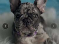 Mükemmel standartlarda french bulldog yavruları