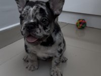 KUSURSUZ GÜZELLİKTE FRENCH BULLDOG