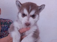 A kalite husky bebekler