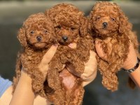 Kuyruksuz Aşılı POODLE
