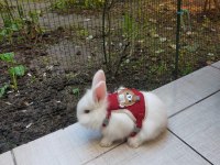 Lop tavşanı yavruları