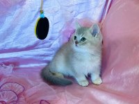 British shorthair erkek yeni evini arıyor