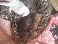 Sahiplendirilme zamanı beyaz sahiplendirildi french bulldog