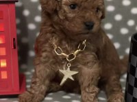 Toy Poodle Köpeğimiz