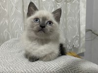Scottısh Straight Bluepoint Kitten