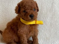 AİLEYE UYGUN SEVECEN DİŞİ POODLE YAVRU