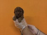 A Kalite Safkan Toy Poodle Yavrularımız