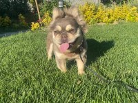 Yetişkin kaliteli french bulldog eğitimli